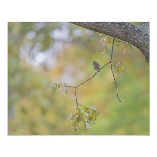 Der schwarze Schwanz auf seinem Ast Poster (Vorderseite)