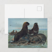 Der Seebär von Joseph Wolf Postkarte (Vorne/Hinten)
