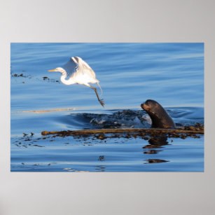 Der Seelöwe und das große weiße Egret Poster