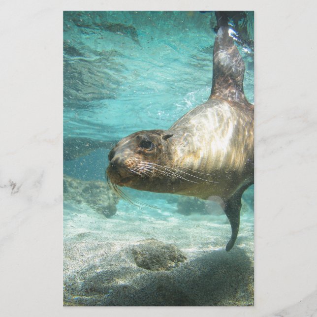 Der seltsame Seelöwe Galapagos unter Wasser (Vorderseite)