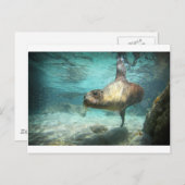 Der seltsame Seelöwe Galapagos unter Wasser Postkarte (Vorne/Hinten)