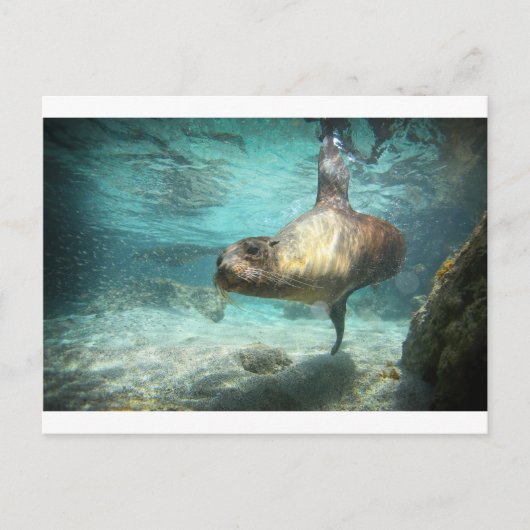 Der seltsame Seelöwe Galapagos unter Wasser Postkarte (Vorderseite)