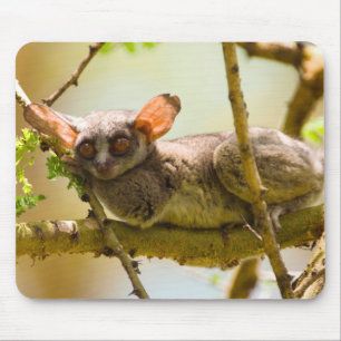 Der Senegal-Galago (Galago Senegalensis) Mousepad