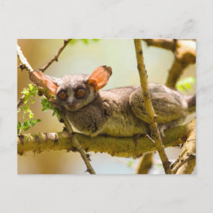 Der Senegal-Galago (Galago Senegalensis) Postkarte