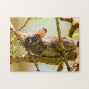 Der Senegal-Galago (Galago Senegalensis) Puzzle