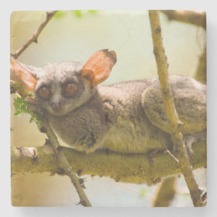 Der SenegalBushbaby (Galago Senegalensis) Steinuntersetzer