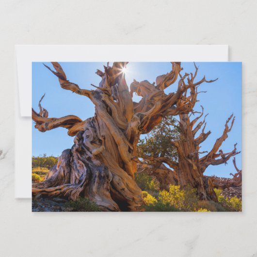 Der Sentinelbaum Dankeskarte (Vorderseite)