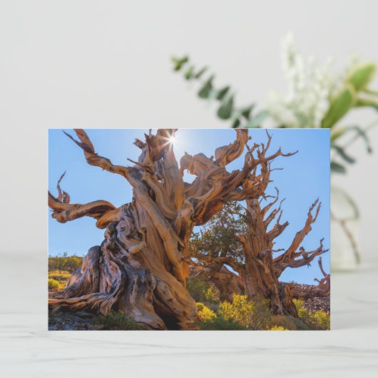 Der Sentinelbaum Dankeskarte (Stehend Vorderseite)