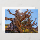 Der Sentinelbaum Dankeskarte (Vorne/Hinten)