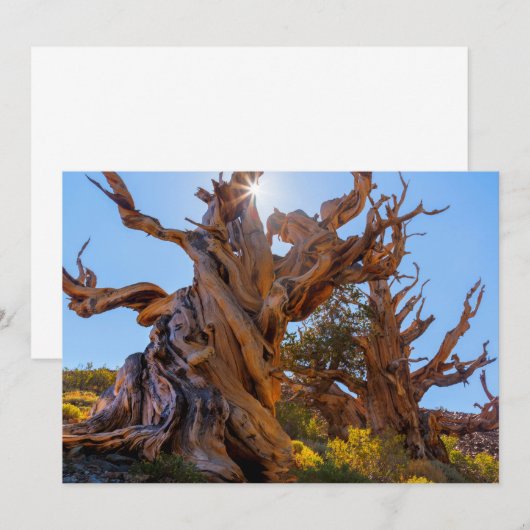 Der Sentinelbaum Dankeskarte (Vorne/Hinten)