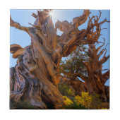 Der Sentinelbaum Fliese (Vorderseite)