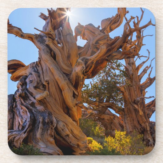 Der Sentinelbaum Getränkeuntersetzer (Vorderseite)