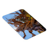 Der Sentinelbaum Magnet (Rechte Seite)