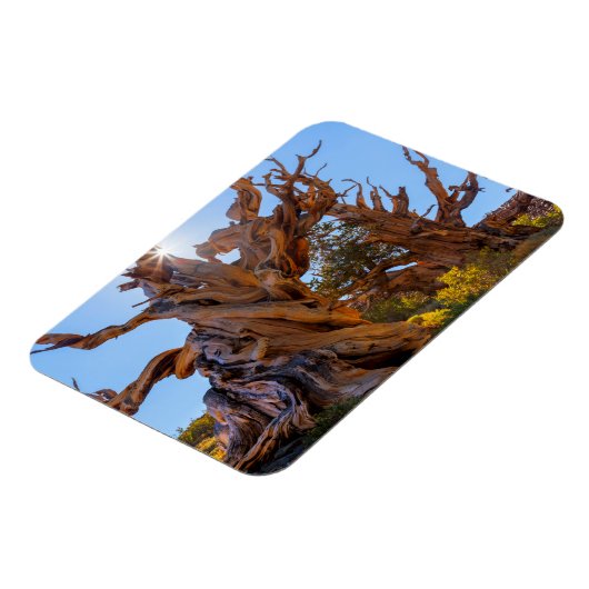 Der Sentinelbaum Magnet (Linke Seite)