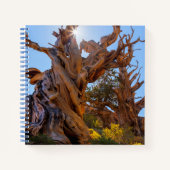 Der Sentinelbaum Notizblock (Vorderseite)