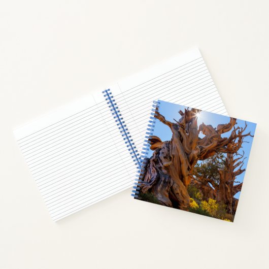 Der Sentinelbaum Notizblock (Innenseite)