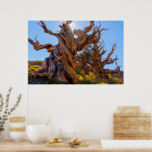 Der Sentinelbaum Poster (Küche)