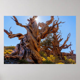 Der Sentinelbaum Poster