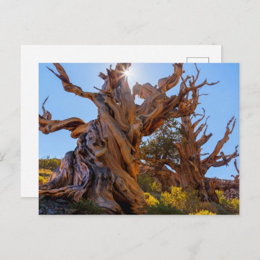 Der Sentinelbaum Postkarte (Vorne/Hinten)