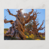 Der Sentinelbaum Postkarte (Vorderseite)