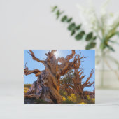 Der Sentinelbaum Postkarte (Stehend Vorderseite)