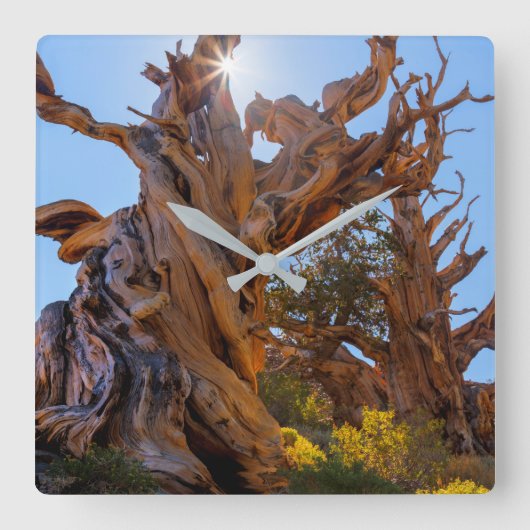 Der Sentinelbaum Quadratische Wanduhr (Vorderseite)