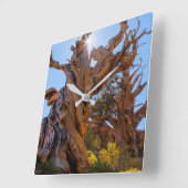 Der Sentinelbaum Quadratische Wanduhr (Winkel)