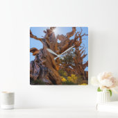 Der Sentinelbaum Quadratische Wanduhr (Zuhause)