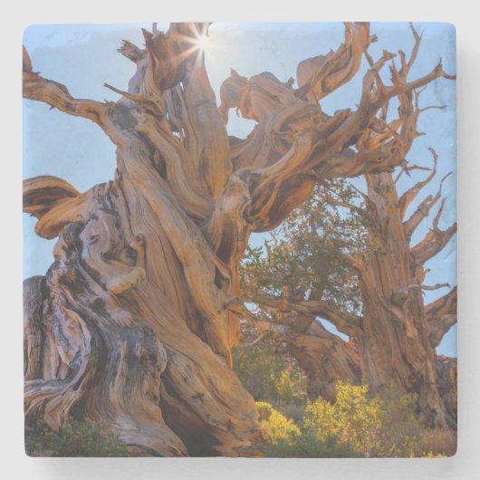 Der Sentinelbaum Steinuntersetzer (Vorderseite)