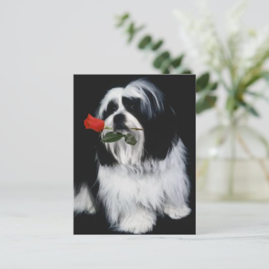 Der Shih Tzu Dog Postkarte (Stehend Vorderseite)