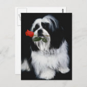 Der Shih Tzu Dog Postkarte (Vorne/Hinten)