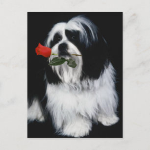Der Shih Tzu Dog Postkarte