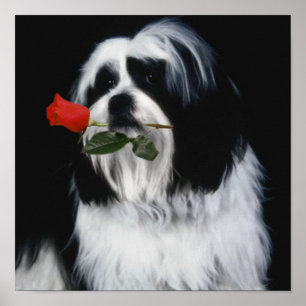 Der Shih Tzu Hund Poster