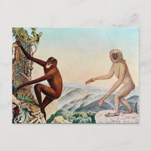 Der Siamang oder der Siamang Gibbon (1883) Postkarte