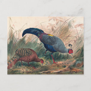 Der Siamfasaan von Joseph Wolf Postkarte