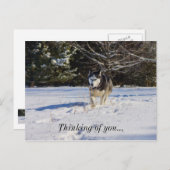 Der sibirische Husky im Schnee denkt an dich Postkarte (Vorne/Hinten)