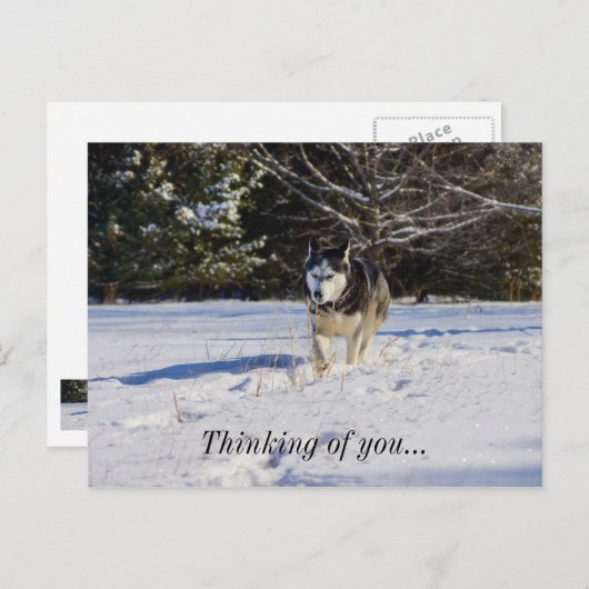 Der sibirische Husky im Schnee denkt an dich Postkarte (Vorne/Hinten)