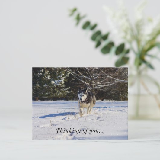 Der sibirische Husky im Schnee denkt an dich Postkarte (Stehend Vorderseite)