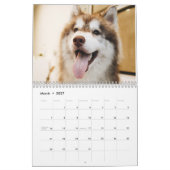 Der sibirische Husky Kalender (Mär 2027)