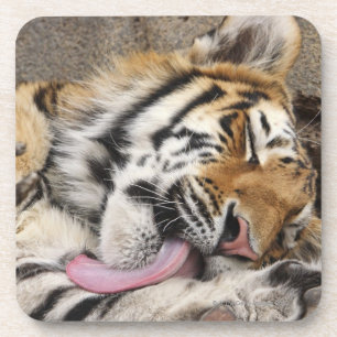 Der sibirischer Tiger Pantheratigris altaica Getränkeuntersetzer