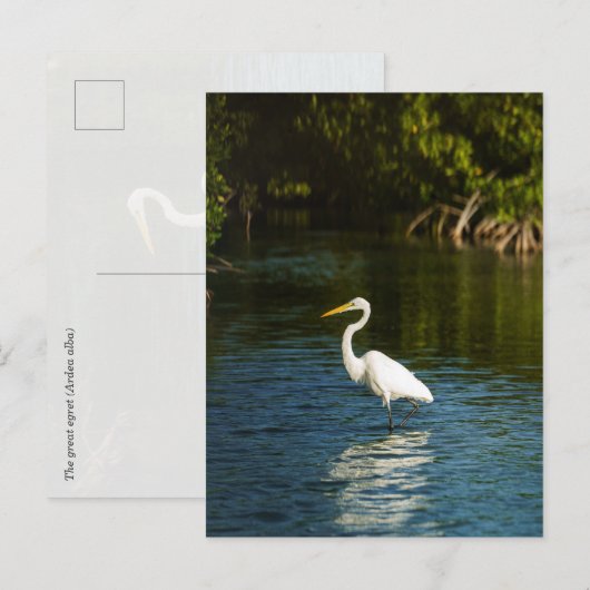 Der Silberreiher (Ardea alba) Vogel Postkarte (Vorne/Hinten)