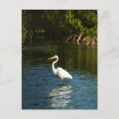 Der Silberreiher (Ardea alba) Vogel Postkarte (Vorderseite)