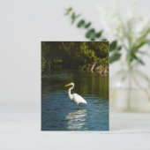 Der Silberreiher (Ardea alba) Vogel Postkarte (Stehend Vorderseite)