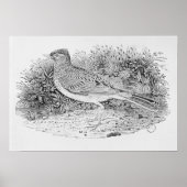 Der Skylark Poster (Vorne)