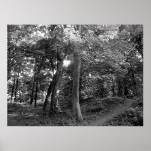 Der Sommer im Wald Poster