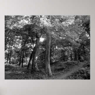Der Sommer im Wald Poster