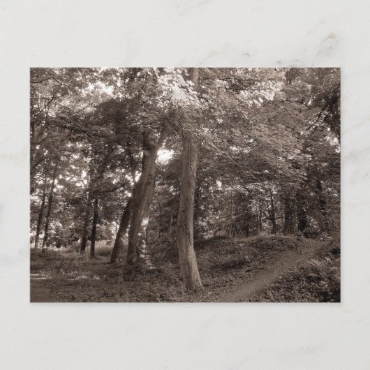 Der Sommer im Wald Postkarte (Vorderseite)