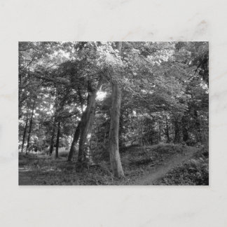Der Sommer im Wald Postkarte