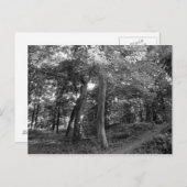 Der Sommer im Wald Postkarte (Vorne/Hinten)
