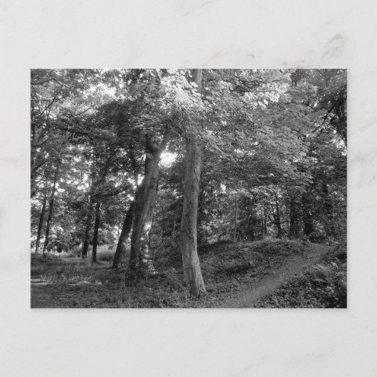 Der Sommer im Wald Postkarte (Vorderseite)